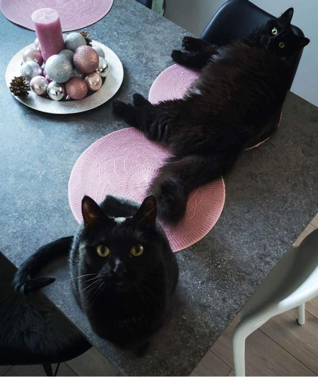 Dve krasni mački iz Logatca iščeta dom. 5 let stari samički, sterilizirani in vajeni notranjenga bivanja. Idealno bi bilo, če bi v nov dom odšli skupaj 🖤

Mucki sta hvaležni za vsak retvit 🖤