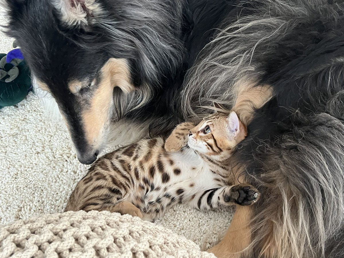 Gm. This morning’s cuteness courtesy of a senior dog and his three month old kitten.