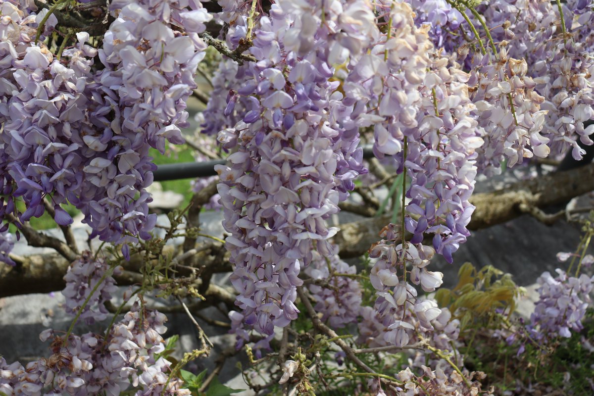 Christ Church Students' Union tweet media