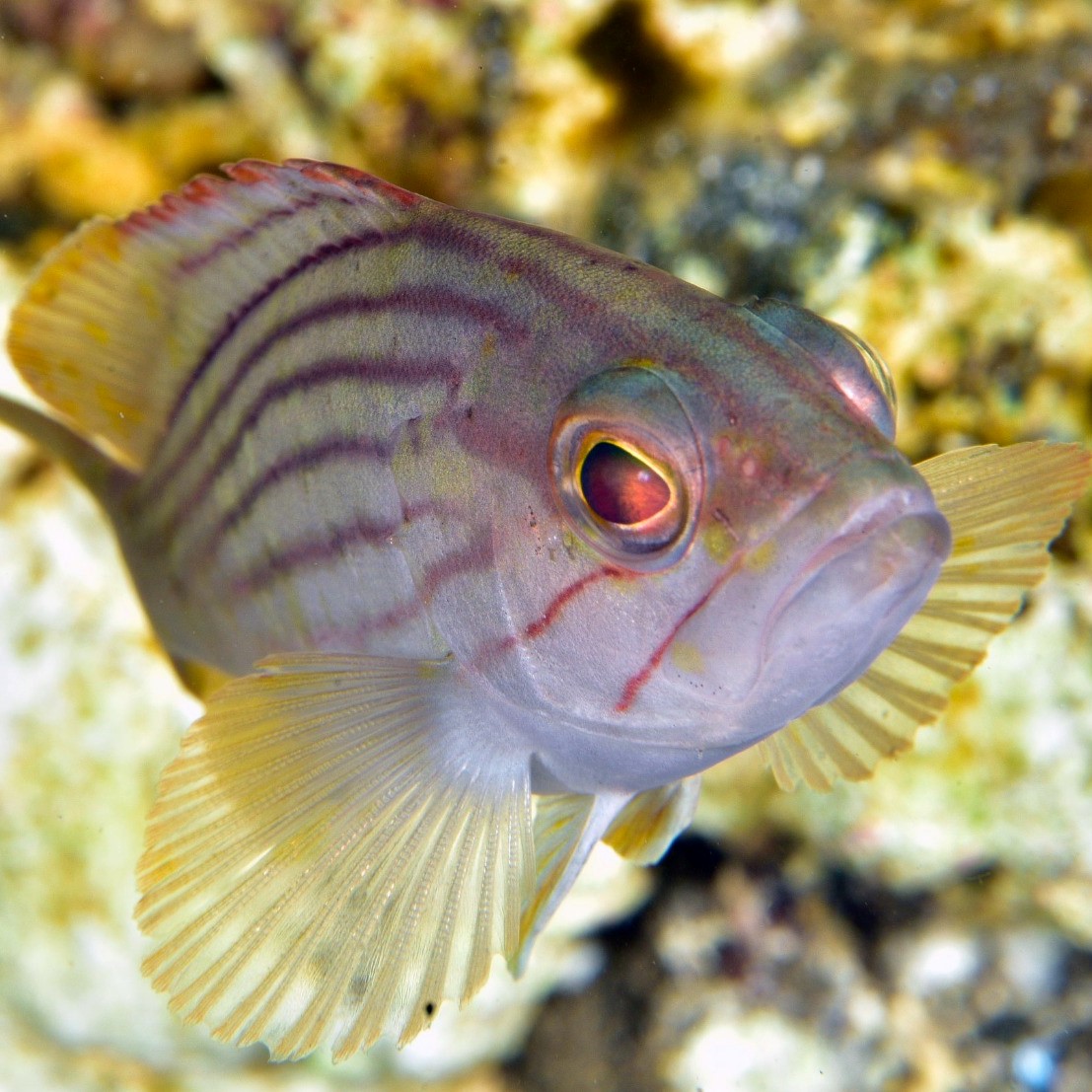 marenostrumdive's tweet photo. We're proud to be part of the first step of this admirable project named "Conservation and Marine Protected Areas" in Italy,  by the Anton Dohrn Zoological Station andFIPSAS, about census of fish species present in some Italian MPA's.
👉 read more : https://t.co/khXabpwCcQ... https://t.co/noUktDQ22R