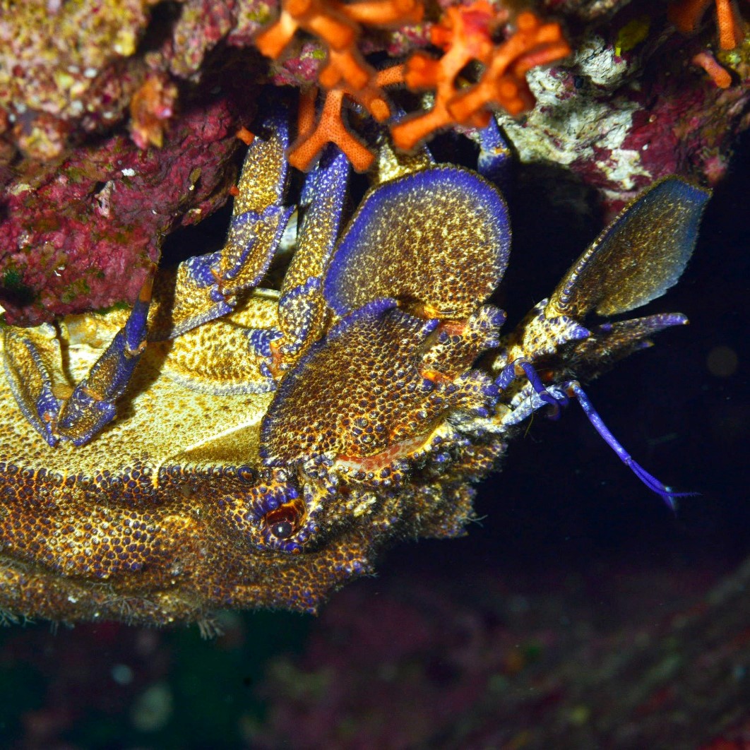marenostrumdive's tweet photo. We're proud to be part of the first step of this admirable project named "Conservation and Marine Protected Areas" in Italy,  by the Anton Dohrn Zoological Station andFIPSAS, about census of fish species present in some Italian MPA's.
👉 read more : https://t.co/khXabpwCcQ... https://t.co/noUktDQ22R