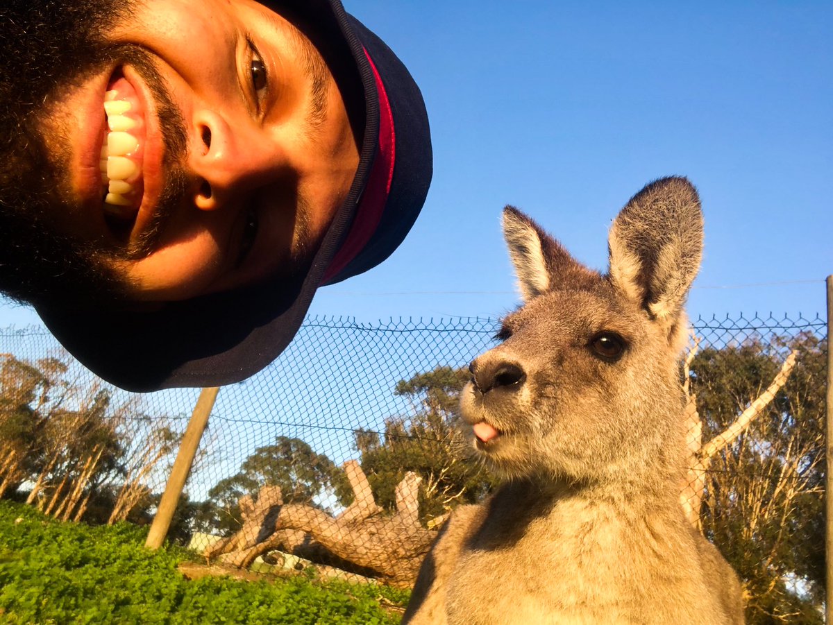 wiseprada's tweet photo. 🦘 https://t.co/ffvR3Qle9o