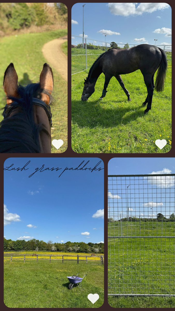 Brickfield Equine tweet media