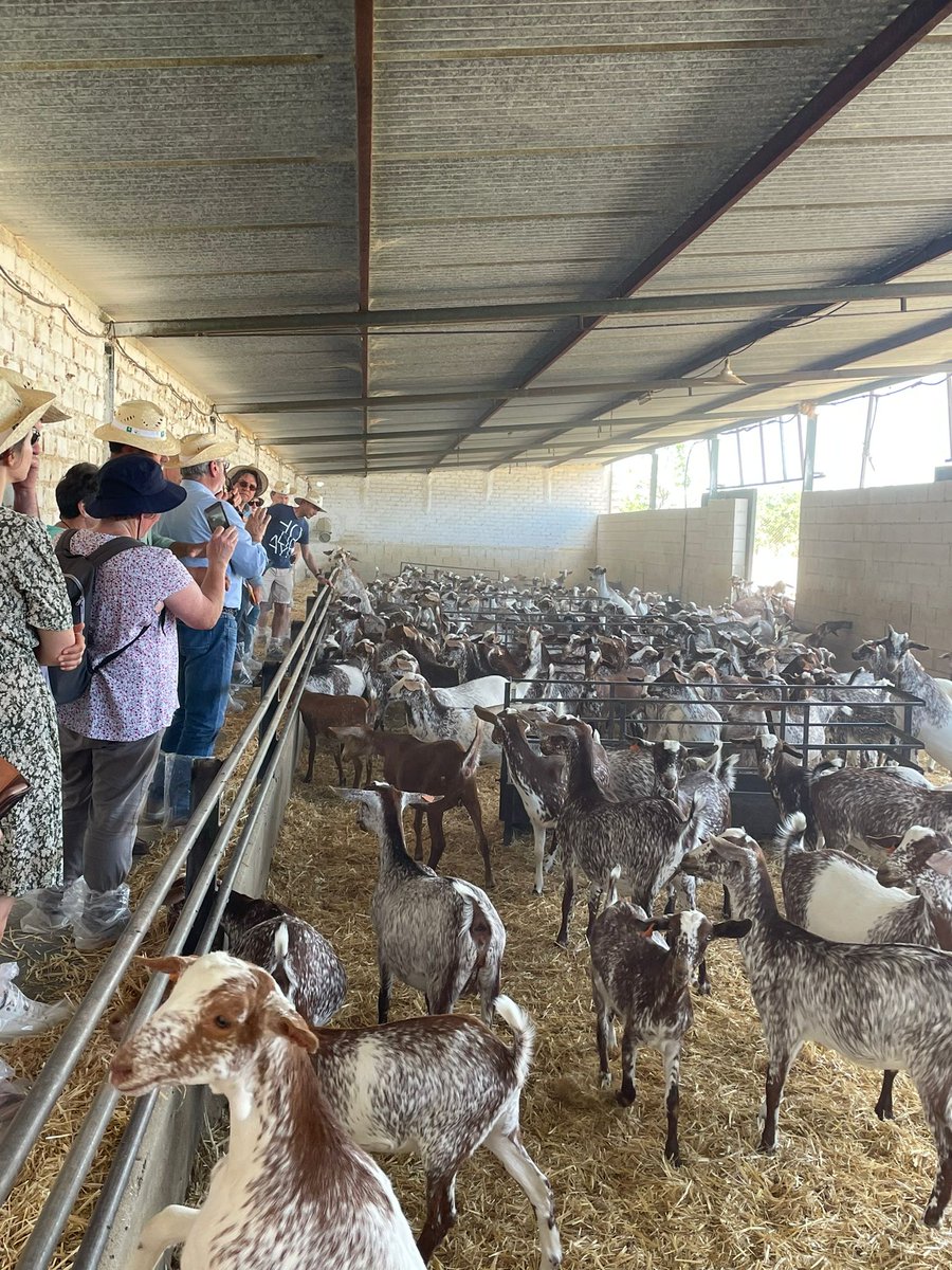 IfapaJunta's tweet image. 🐐 Participamos en Erasmus+ #NEWCAP, un proyecto cuyo objetivo es crear alianzas entre empresas e instituciones del sector caprino de la #UE para mejorar la comunicación y la formación

👥 Nos han visitado los socios de Francia y Grecia para celebrar una reunión de coordinación