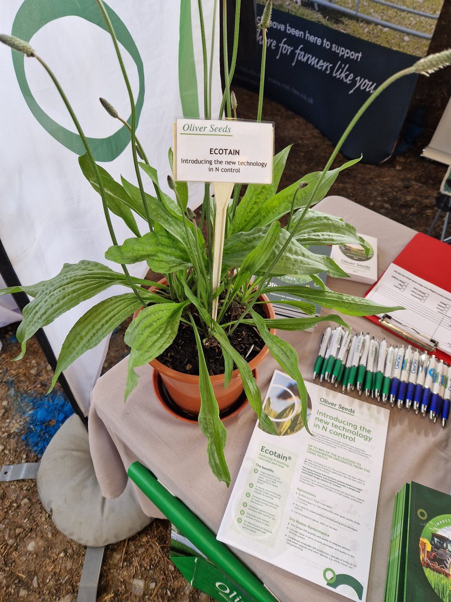 Oliver_Seeds's tweet photo. Today Osian is at the Welsh NSA 2023!
📌Red House Farm, Aberhafesp, Newtown
🌱Stand 99
If you're here, make sure you come and see our New Plantain - Ecotain - the new technology in N control! #ImpressiveInTheField https://t.co/EWSt1zldAd