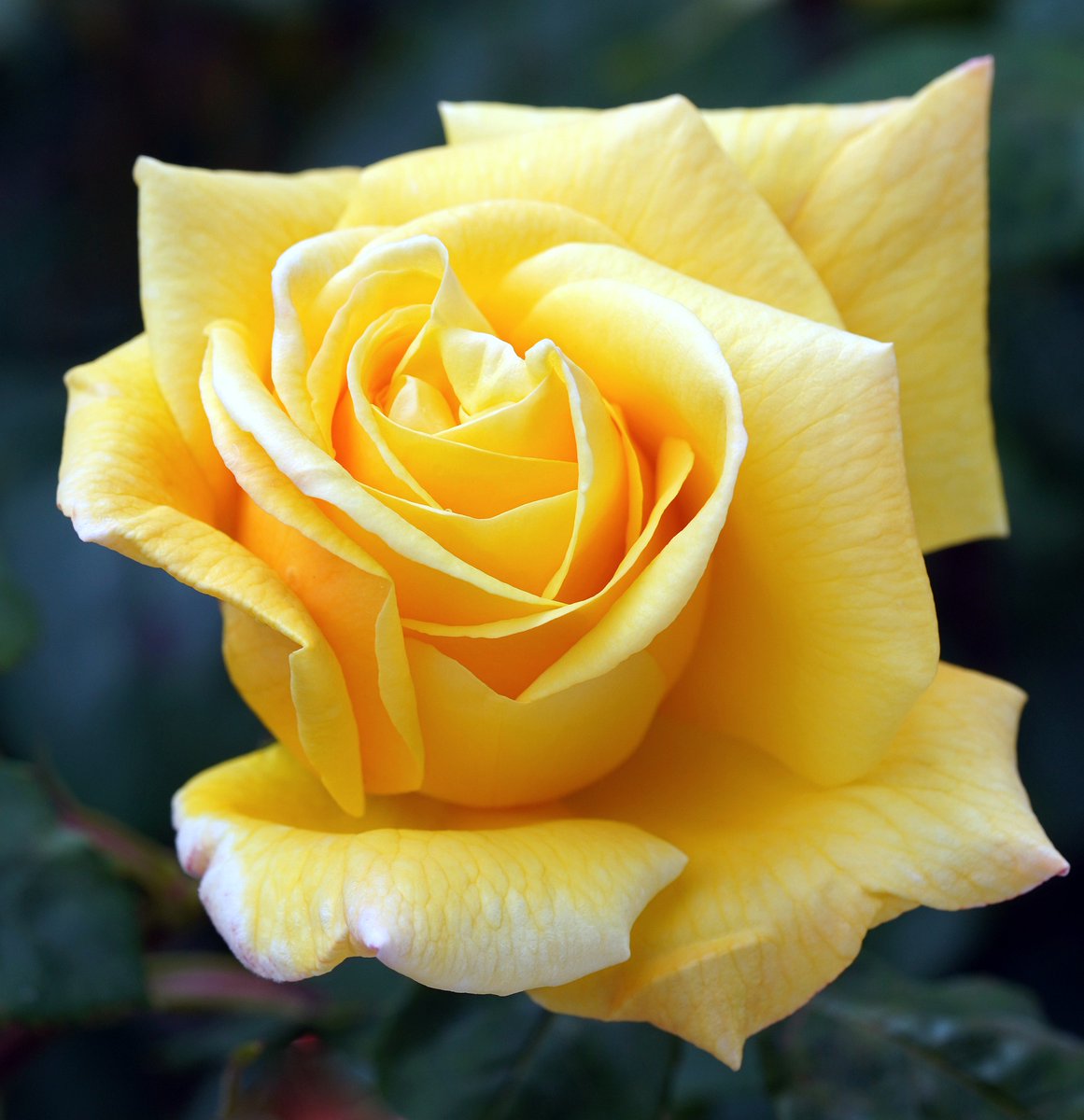 rosebyanyother7's tweet photo. #GardenRoses Hybrid #TeaRoses Rosa 'Landora' #FlowerPhotography
Photo by matthiasboeckel at Pixabay, Germany, May 15, 2023
#Gardening #NaturePhotography https://t.co/Hn4lAHFL72
