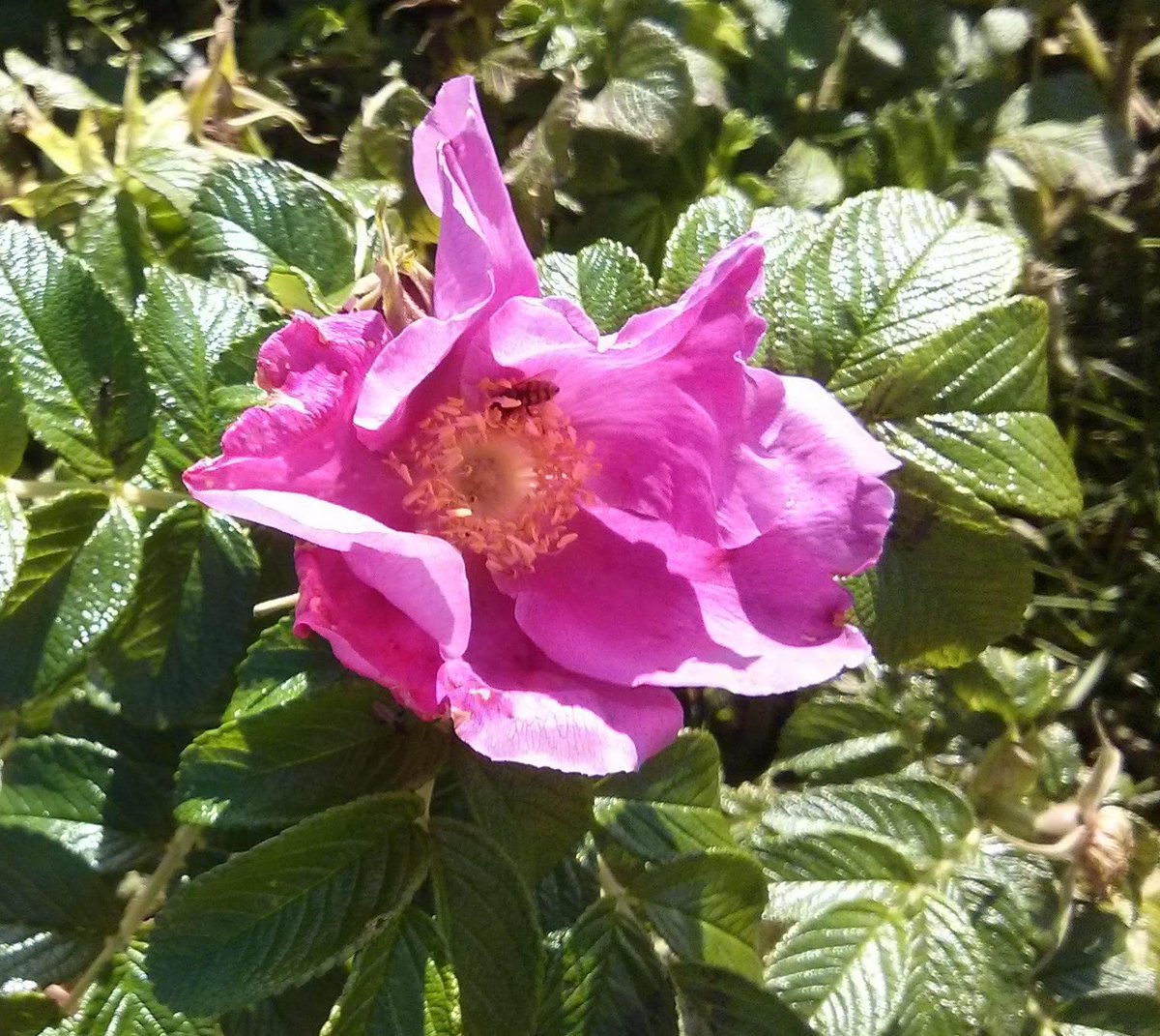 New project: are you interested in impacts of invasive plants outside gardens? Join this project testing citizen science to record impacts of invasive species:
northwaleswildlifetrust.org.uk/recording-impa…
#InvasiveSpeciesWeek #citizenscience