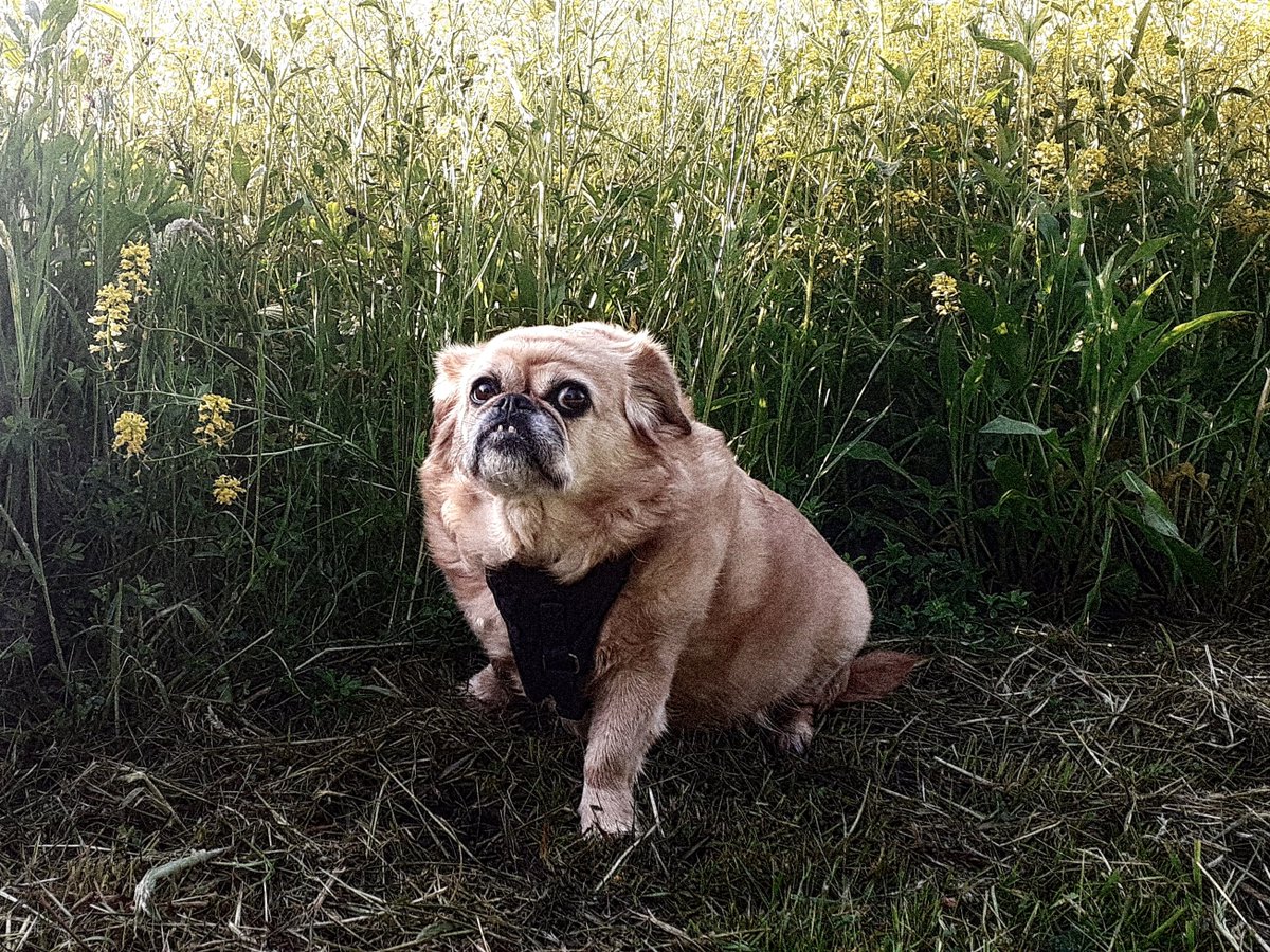 #Gina #hikewithdogs #hikewithp #hundeliebe #hundefotografie