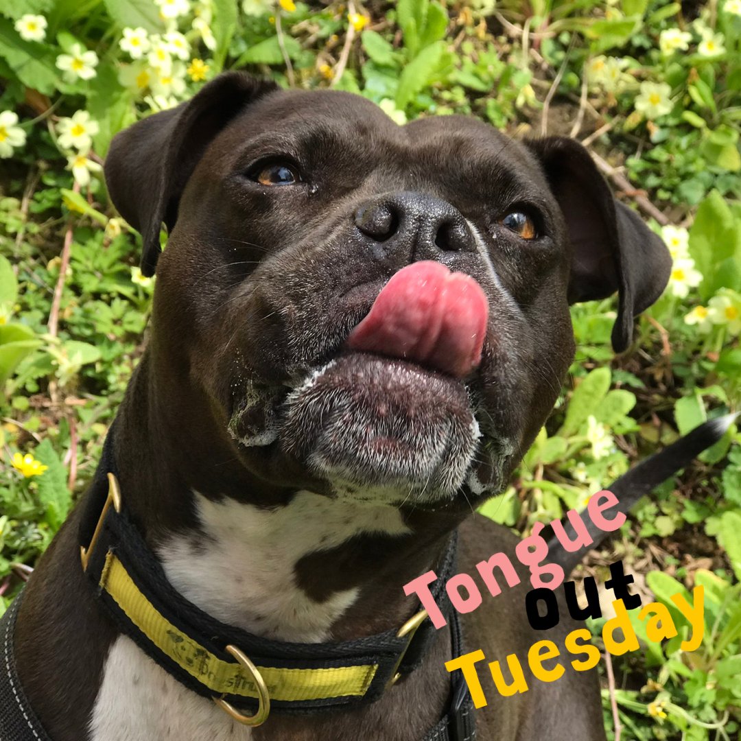It's beautiful BEA blowing a raspberry - AKA #TongueOutTuesday 😜 She is a two-year-old American Bulldog cross looking for a home @DogsTrust #Ilfracombe bit.ly/3BjNIdT 🏡 #ADogIsForLife #AdoptMe #INeedAHome #LoveDogs #AdoptFosterRescue #RescueDogs 💛