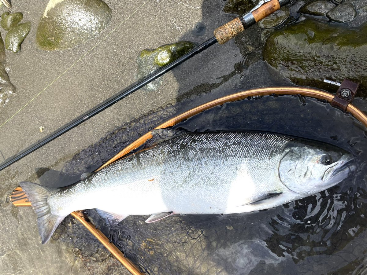 klxfishing's tweet photo. 閉伊川  サクラマス  13:45  60cm
何度かあったチャンスを逃し本日やっと閉伊桜釣れました😄
#exts82mh #桜鱒ネット https://t.co/qdiSO30NfA