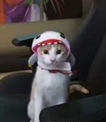 luv4starduo's tweet photo. almost broke down crying on call bc a friend got pissed in an overwatch game and started critiquing every little thing i did,, it’s like dude, you’re a high rank and i’m a low one, what do you expect from me? jay3 and flats level gameplay? get outta here https://t.co/uLKq8IbS3T