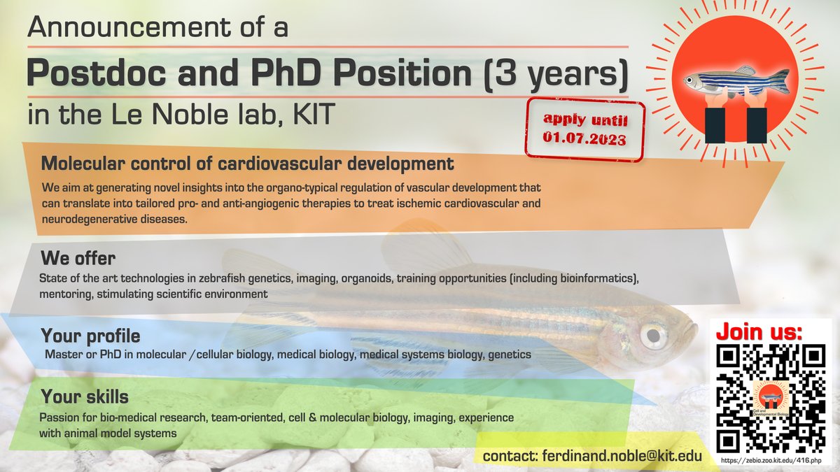 Fully funded post-doc and PhD position (3 years)!    Join the Le Noble lab to study organotypical control of cardiovascular development in health and disease. Apply until 01.07.23! zebio.zoo.kit.edu/416.php #postdocjobs #vascbio #sciencejobs #zebrafish #postdoc #PhD #biology #job