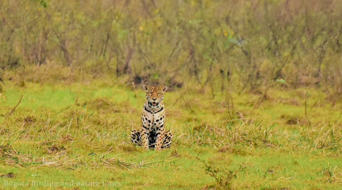 #EsUnProblemaNacional la deforestación y falta de rigurosidad de MinAmbiente en sancionar y judicializar a las personas e instituciones que cometen delitos ambientales. Ejemplo los dos ataques recientes al jaguar 🐆 donde lastimosamente murió y no se ha castigado a NADIE .