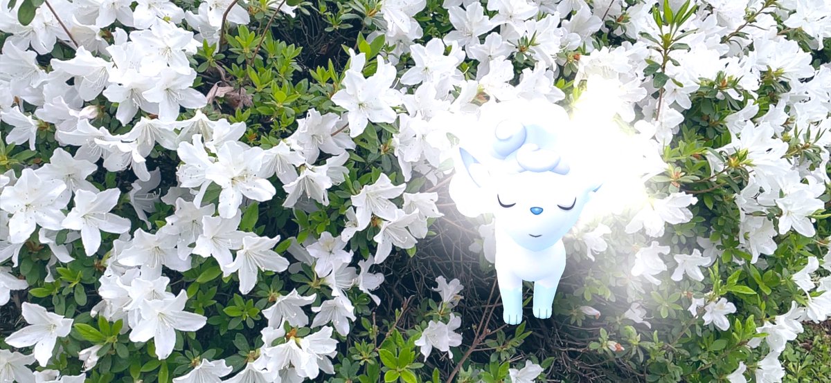 「初恋」
白いツツジの花言葉🤍

純白の花から、清純さをイメージ
させることに由来しているそうです🤍

 #CuteAR大会2023
#ARofTheDay  #GOsnapshot 
#PokemonGoAR  #ロコン