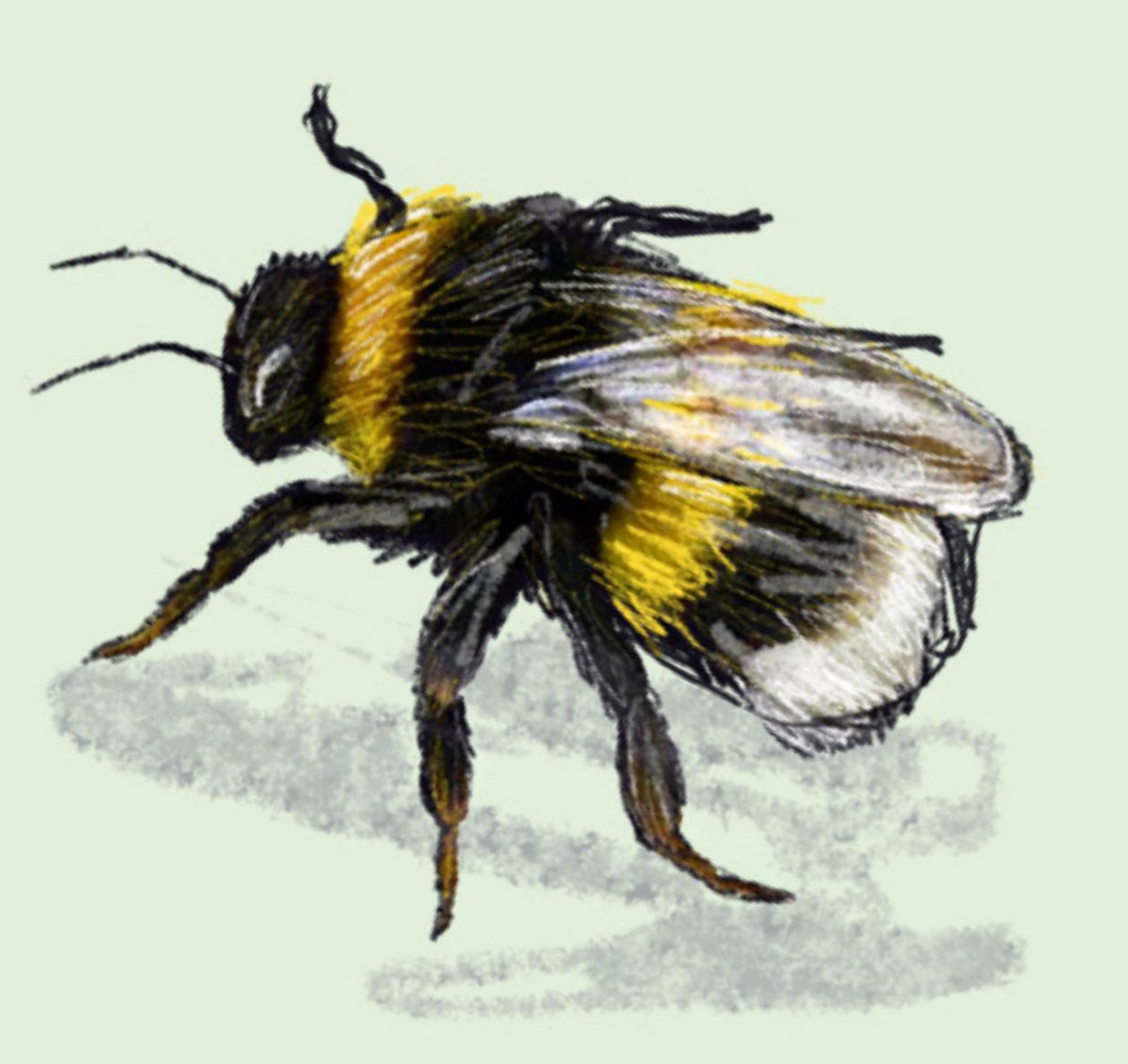 NGHS Junior School tweet media