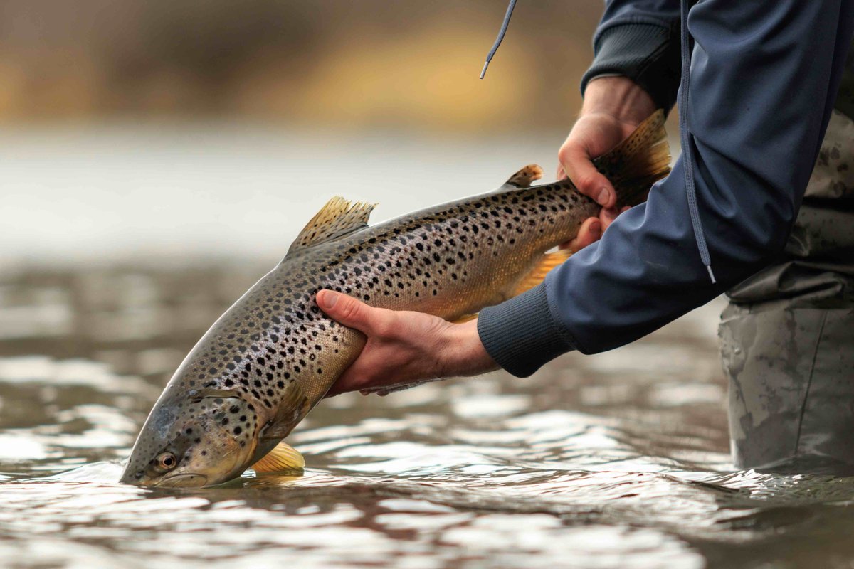 Hook the Trophy Trout with these Top 10 Fly Patterns! Get ready to reel in some impressive catches. 

topnotchjournal.com/pets/top-10-fl…

#FlyFishing #TroutFishing #AnglersLife #FishingPassion #TrophyTrout #FishingFun #FishermanLife #FishingAdventure #HookEm #FishingGoals