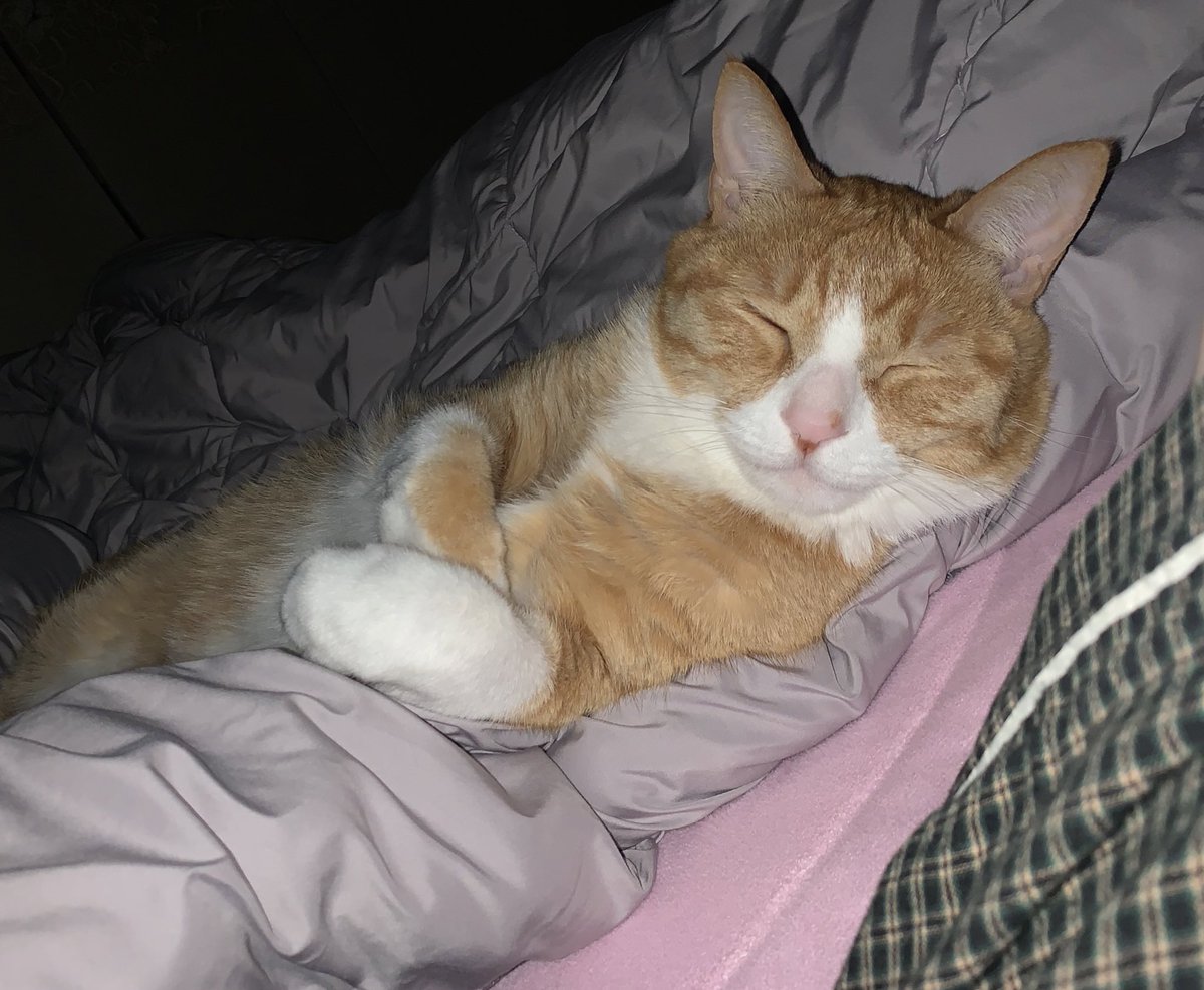 울고양이는 나 자면 일어날때까지
이렇게 빤히 보고있음..ㅠㅠ 
나중에 알게된건데
콧구멍에 자기코 넣어서 숨쉬는걸로
내가 자는지아닌지도 확인해봄 ㅠㅠ
자는척하면 바로 명치 밟고 소리지름.,.