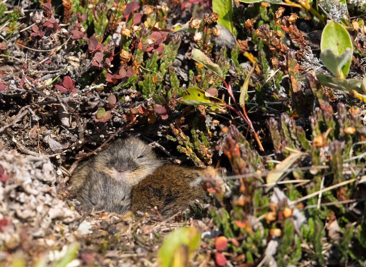 #Tiny #mammals like #Arctic #lemmings are full of secrets. We developed #ultralight photosensitive #wildlifecollars to study their use of #burrows (dark inside, bright outside) during the #Arctic summer. Read more in Animal Biotelemetry @BioMedCentral animalbiotelemetry.biomedcentral.com/articles/10.11…