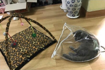 Kediler için oyun alanı olarak tasarlanan bir ürün ve sonuç...