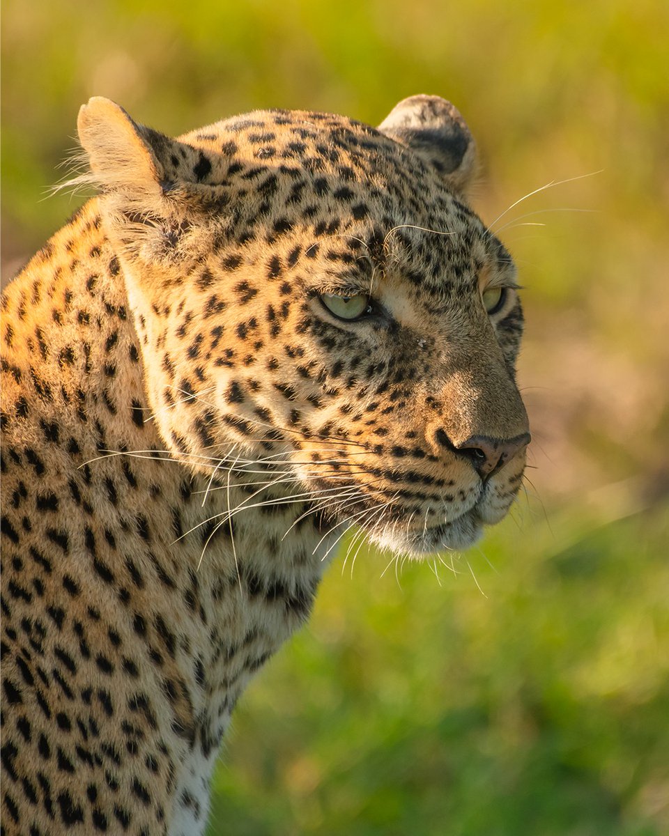 Lost Legend because of Nature “Kaboso” | Masai Mara | Kenya #photowalkconnect #natgeodeutschland #leopard #masaimarawildlife #bigfive #discovery #wildlifeplanet #shotsofafrica #big_cats_nature_photography #masaimarasafari #natgeo #wildafrica #1natureshot #bbcwildlifepotd