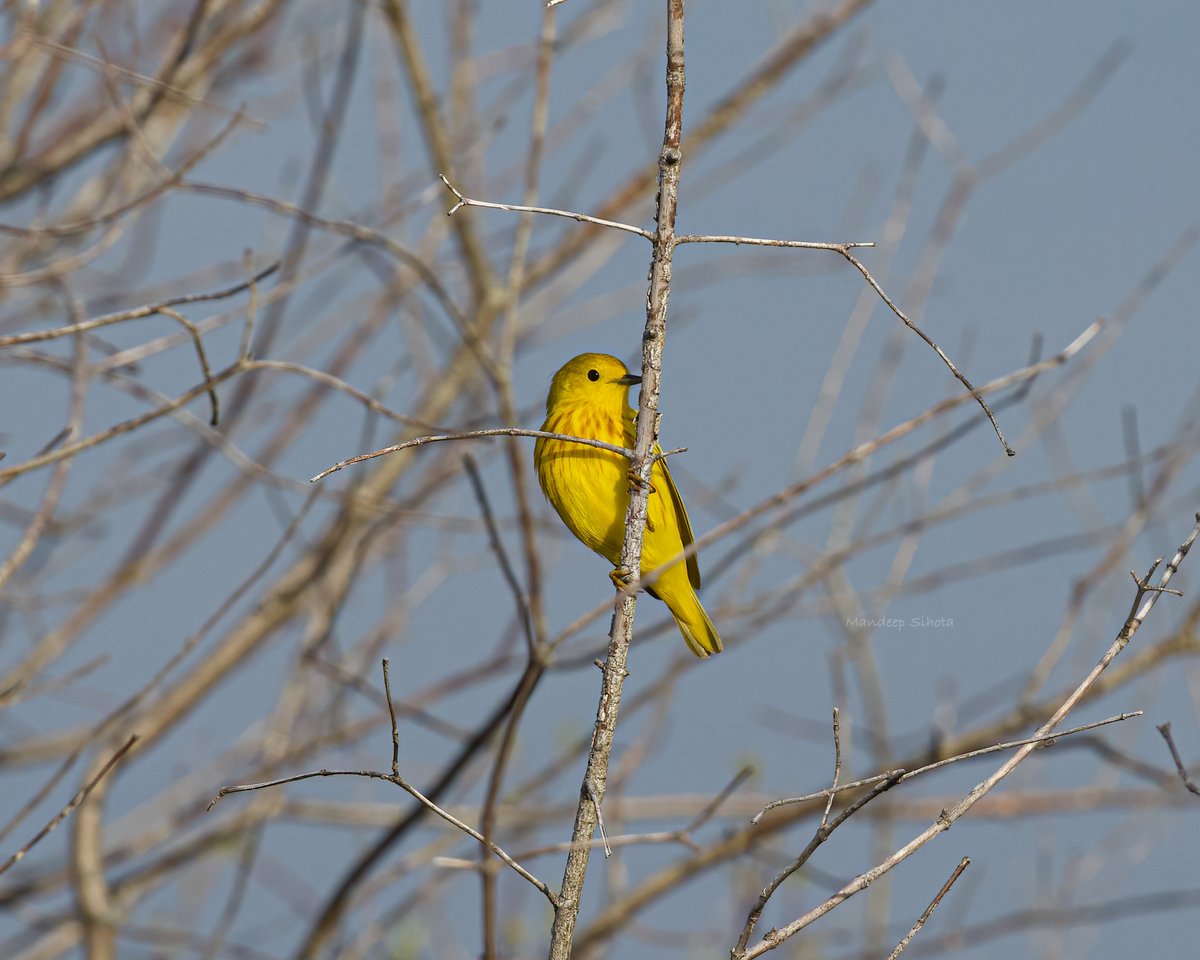 Finally got a decent capture of this Yellow Warbler😊 #birds #birding #birdsinwild #wildbirds #twitterbirds #birdsoftwitter #IndiAves #smile #twitternaturecommunity #twitternaturephotography #canon #shotoncanon #canonphotography
