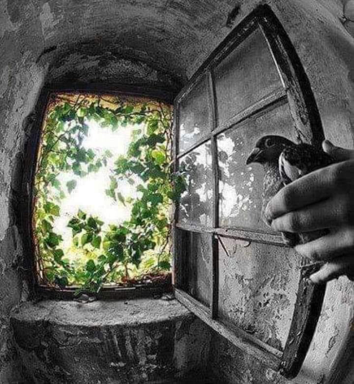 Elena49643187's tweet photo. Maturity is when all of your mirrors turn into windows.
Henry David Thoreau https://t.co/DHuOfMwfkC
