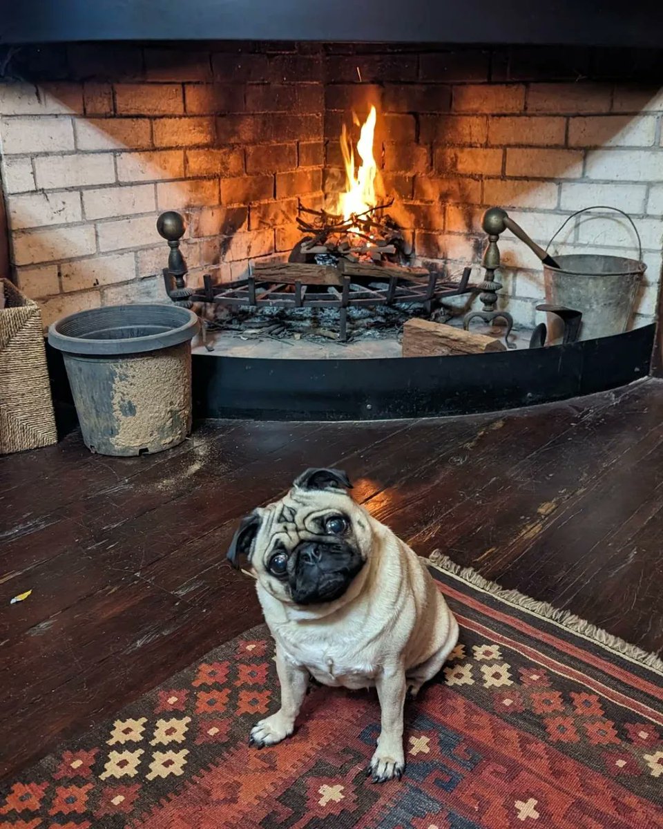 friendlygoblinn's tweet photo. @winston_shaw This is Elsie, my friends pug. She has the softest ears in the world. I hope you find some joy soon 💛 https://t.co/tNBW2AdEvV