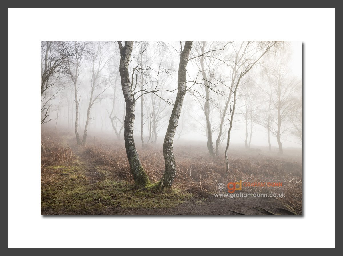 GrahamDunnPhoto's tweet photo. NEW IMAGE! An incredible morning of dense fog in the silver birch woodland by Surprise View. So helpful in separating numerous layers in a busy scene, allowing you to pick out particular shapes & forms...
#peakdistrict #surpriseviewtrees #mistytrees #visitpeakdistrict https://t.co/mAkIqHglKZ
