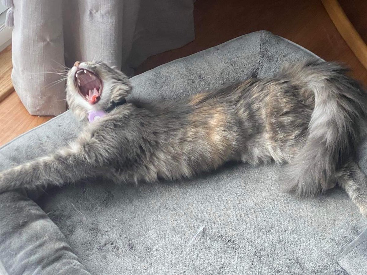 iainSouter6's tweet photo. @AMAZlNGNATURE Get a Maine Coon, it’s about the closest you will get to one of these glorious beasts. Ours is just a few months old, already the size of a large house cat. Her cheeks will start growing in soon, like large lambchop sideburns, lol. Whatever their size, I love watching them wake… https://t.co/eF3604GUeA