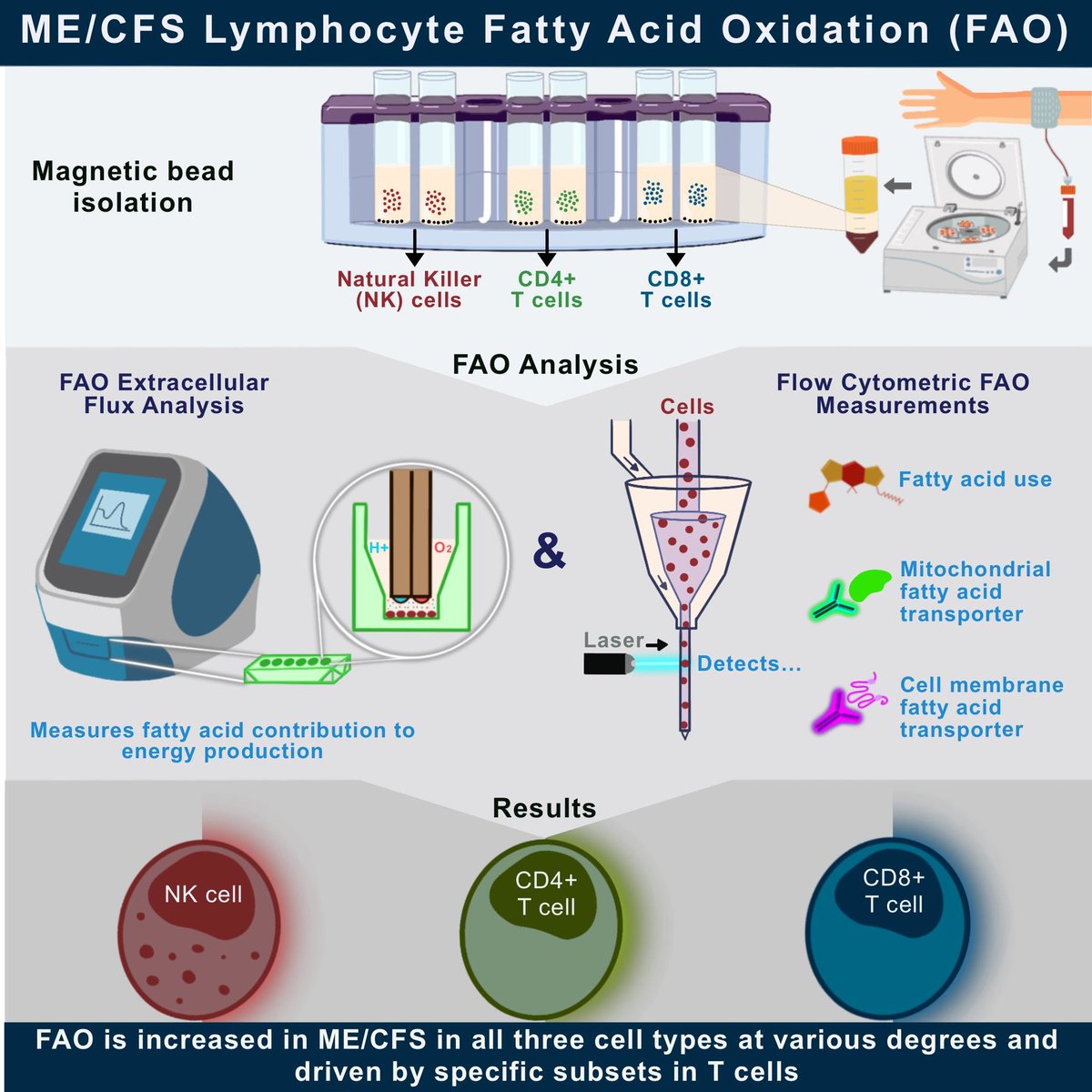 IJMS_MDPI's tweet image. #MostViewedArticles (Q1 2023)
Altered #FattyAcid Oxidation in #Lymphocyte Populations of Myalgic Encephalomyelitis/Chronic Fatigue Syndrome
By: Maureen R. Hanson et al.
More info at: mdpi.com/1422-0067/24/3…