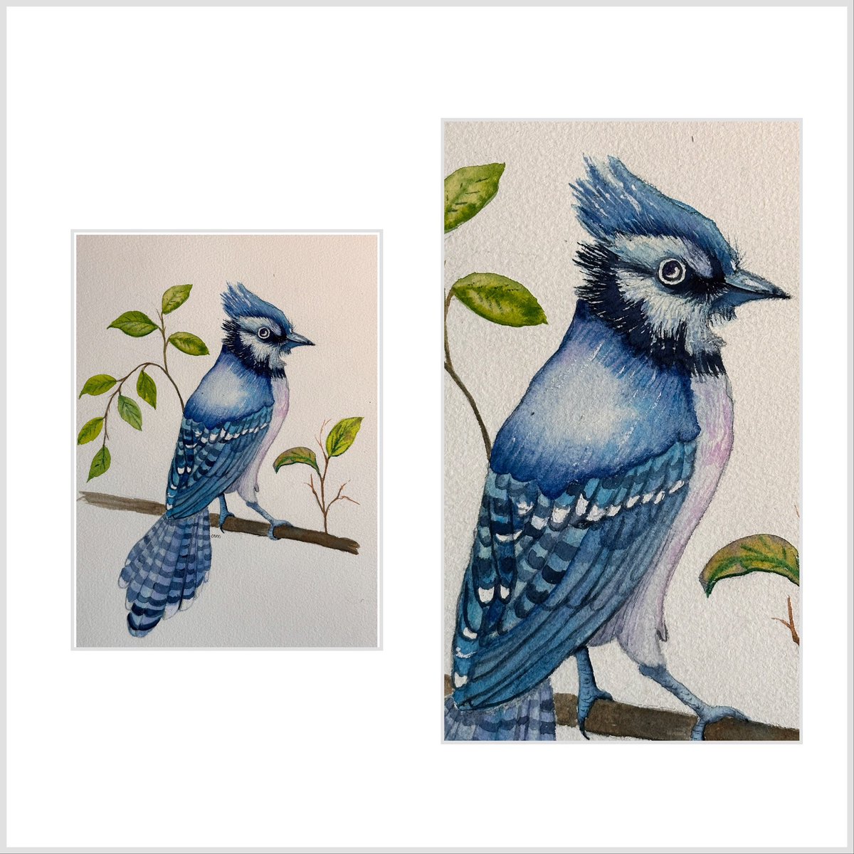 #bluejaybird #animalpainting #birdpainting #watercolorpainting #watercolor #grateful #skillshare #skillshareproject #skillshareclass #taught @anna.m.bucciarelli @skillshare #artjourney #artjournal #artappreciation #artgallery #artlover #arttherapy #artwork #artoninstagram