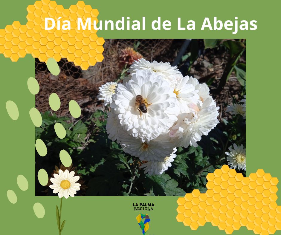 PalmaRecicla's tweet photo. ✅Hoy, resulta complicado ver a nuestras
aliadas por los campos🐝, debido a los efectos antrópicos➖. Consumir productos ecológicos, locales y de temporada👩‍🌾, contribuye  a su salvación 🆘.
@CabLaPalma #ConsejeríaServiciosPúblicos 
@EcologicaGobCan
@ecoembes 
@ecovidrio 
@Urbaser https://t.co/wAUJHWoHp3