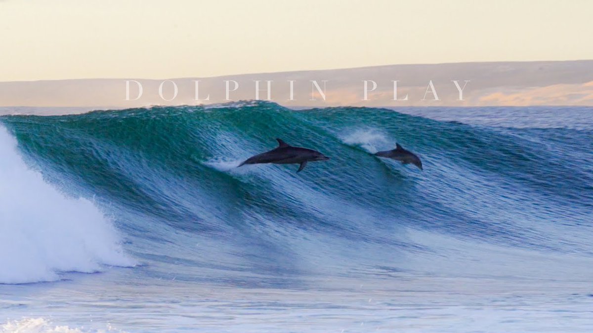 Unbelievable Moment Dolphins Surfing Waves In Western Australia.
Watch video: thesurfslab.com/2023/05/unbeli…