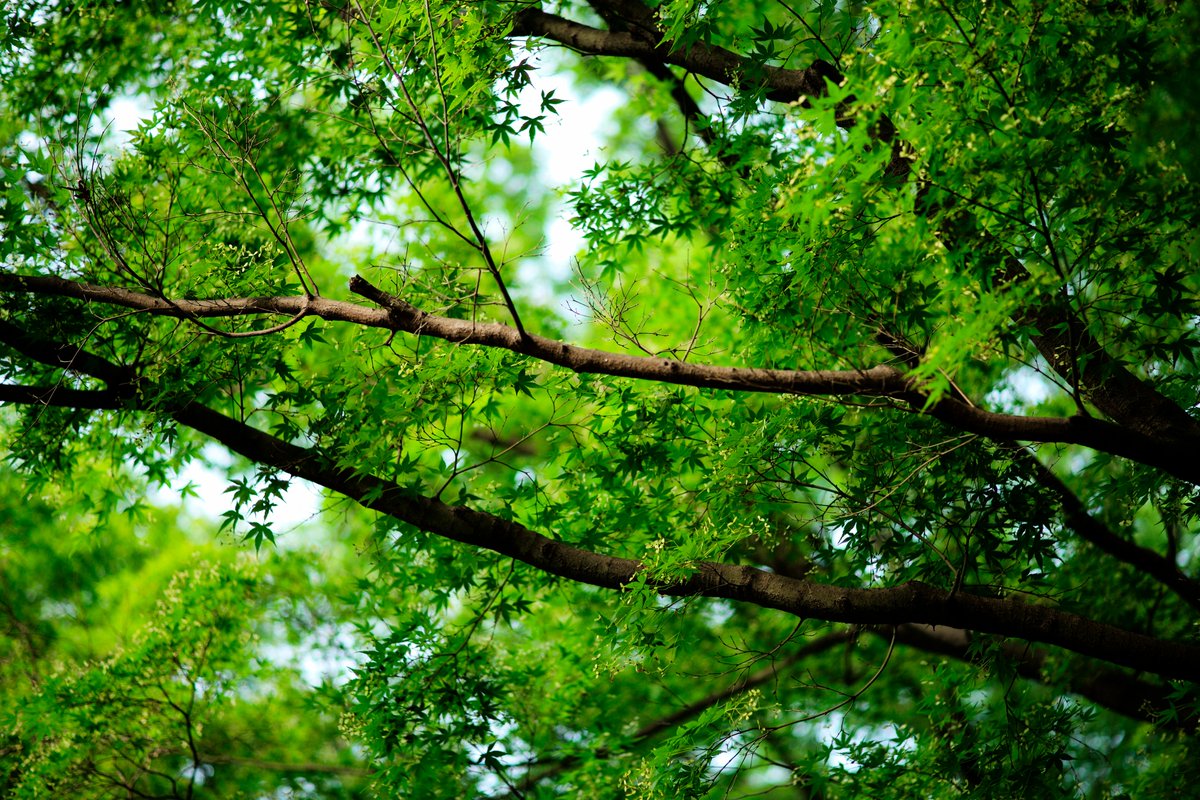 McProtester22's tweet photo. 緑が印象的な季節
(M typ240 + ULTRON75mmF1.9 S.C) https://t.co/TwxqmIReyS