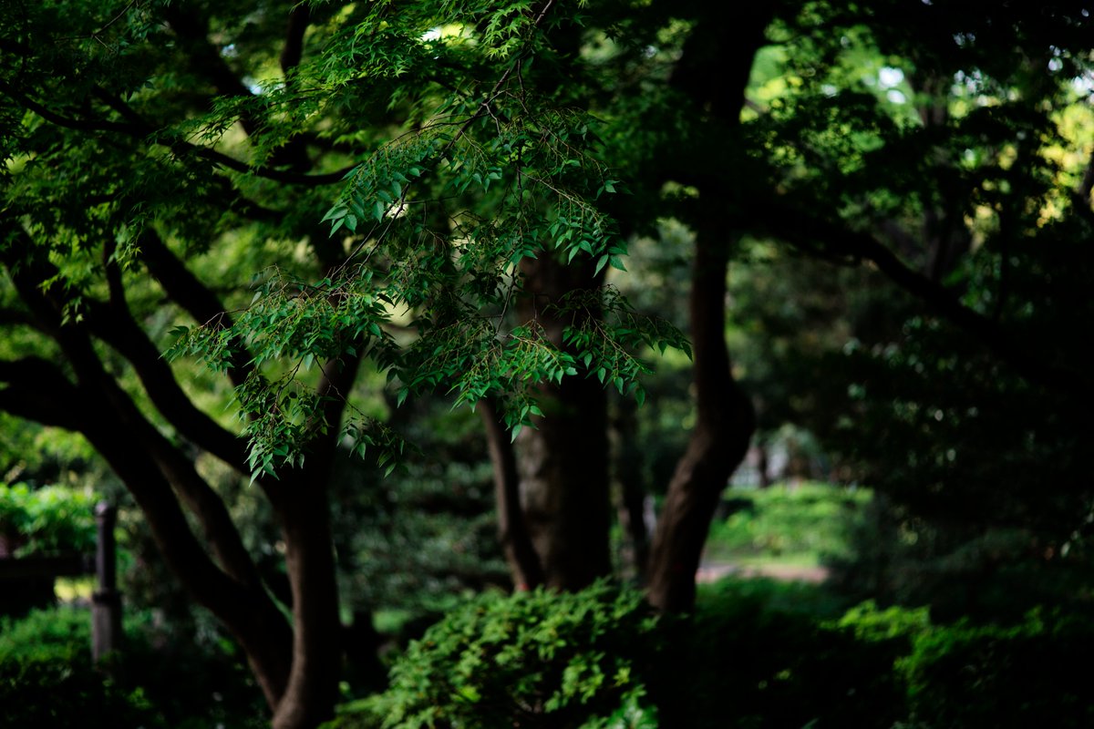 McProtester22's tweet photo. 緑が印象的な季節
(M typ240 + ULTRON75mmF1.9 S.C) https://t.co/TwxqmIReyS