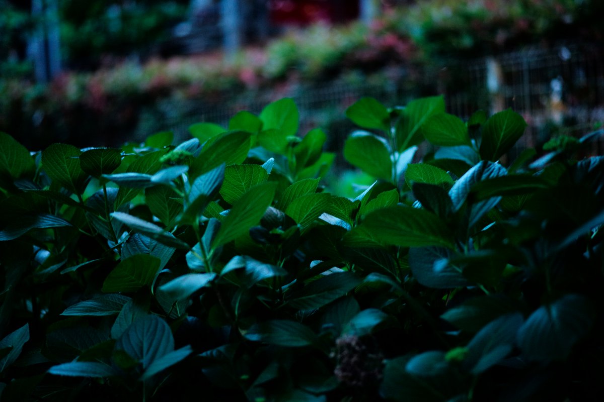 McProtester22's tweet photo. 緑が印象的な季節
(M typ240 + ULTRON75mmF1.9 S.C) https://t.co/TwxqmIReyS