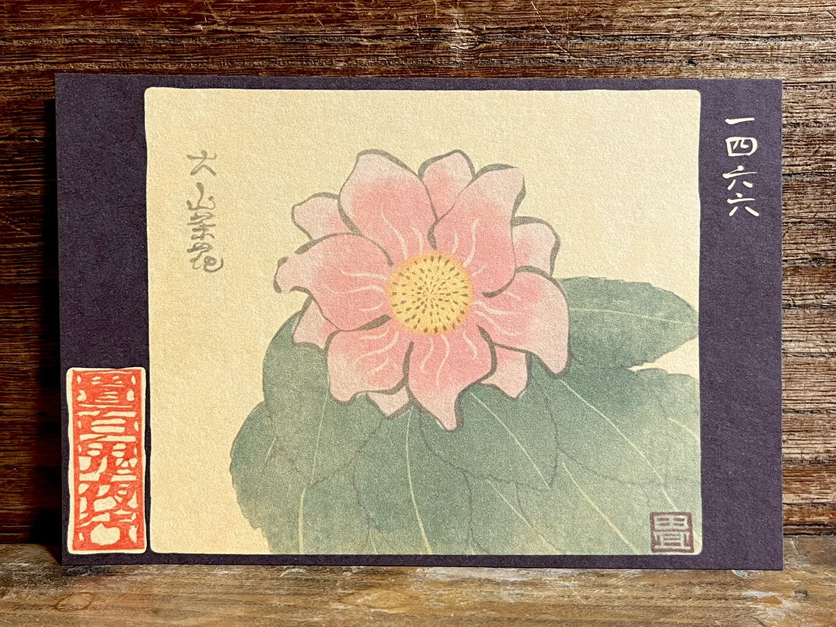 1466番目「大山茶花(おおさざんか)」 大輪。 