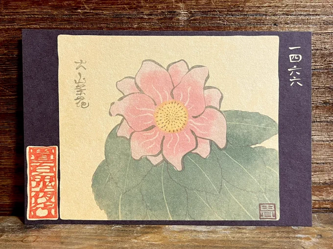 1466番目「大山茶花(おおさざんか)」 大輪。 