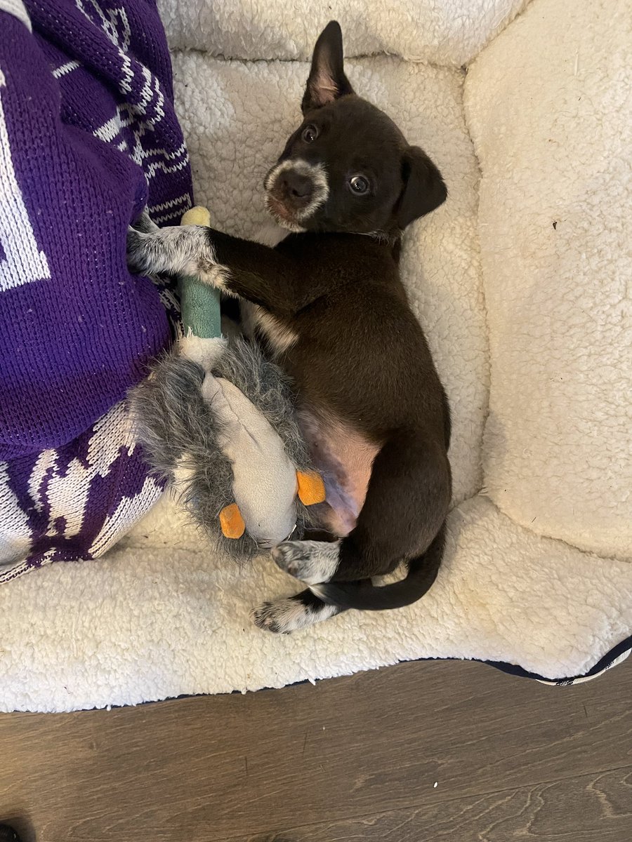 PScucchi's tweet photo. My 6 week old heeler puppy is already herding me. https://t.co/BdJeSs8dBR