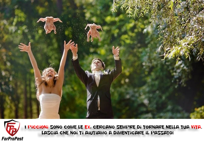 pest_for's tweet photo. "I Piccioni sono come le Ex: cercano sempre di tornare nella tua vita!"

https://t.co/QT1kTkNTZP

#piccioni #pestcontrol #disinfestazioni #infestazione #allontanamentovolatili https://t.co/3mfzltjdYZ