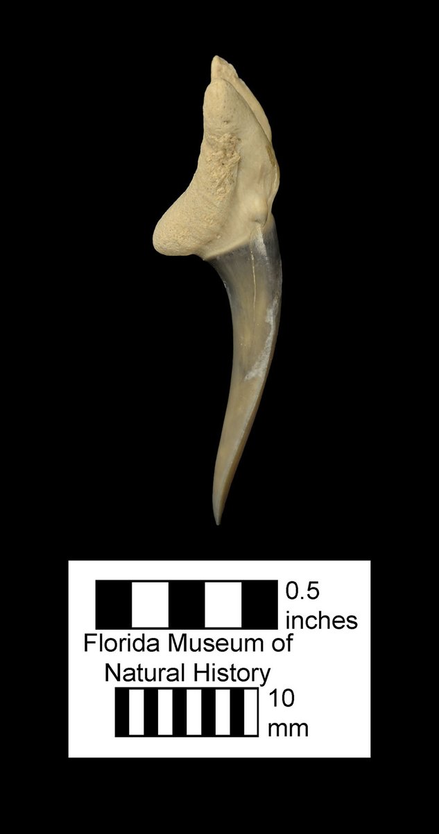 FloridaMuseum's tweet photo. Exploring Museum Collections 🦈 #Toothday fossil
This beautiful tooth is just one of several sand tiger shark specimens in our collection discovered at the Fort Green Mine site.
Species: Carcharias taurus
Specimen: # UF/TRO 4490
Locality: Polk Co., FL
https://t.co/jaiZ1BB0sZ https://t.co/fK2MdrJoaN