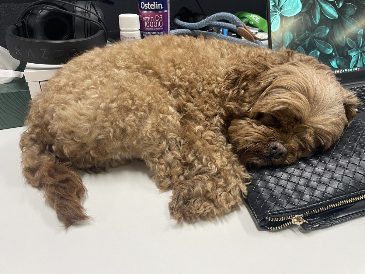 isabelledeville's tweet photo. I don’t think you understand how this makes my heart feel. 🥰

This is my housemates dog, I take him to the studio sometimes for a visit. Here is his, asleep on my desk using my handbag as a pillow 😭😭😭

I just love him so much https://t.co/l39r6kUjiX