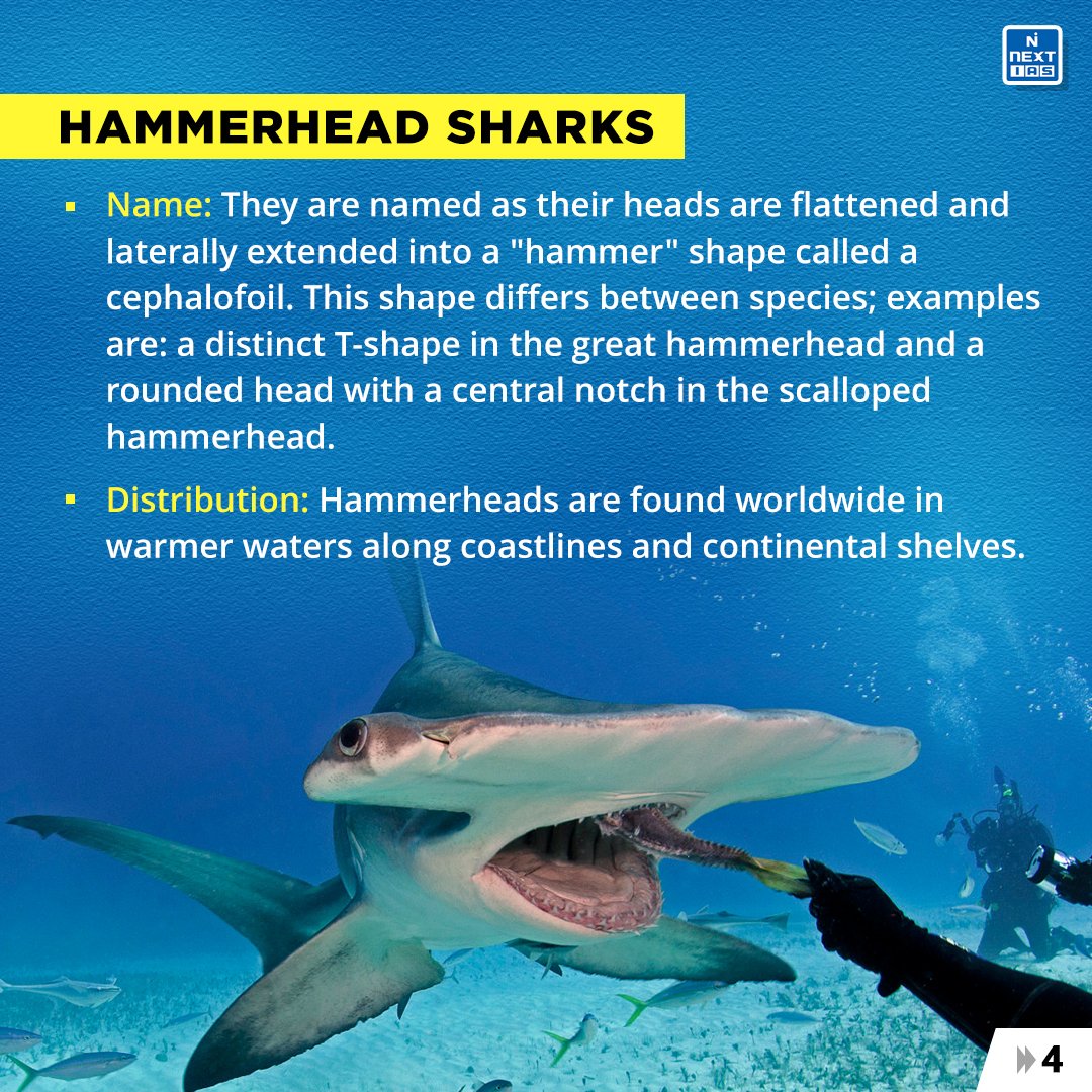 NEXTIAS_Delhi's tweet photo. 𝐃𝐚𝐢𝐥𝐲 𝐈𝐧𝐟𝐨𝐠𝐫𝐚𝐩𝐡𝐢𝐜𝐬 (16-05-2023)
𝐓𝐨𝐩𝐢𝐜: What are Hammerhead Sharks?
For more infographics: https://t.co/i4DwhmbGAv
#infographics #nextias #ias #India #May2023 #May16 #hammerheadsharks #scalloped #findings #recentstudy #strategy #tolerate #extremecold https://t.co/4dZCCs8pDQ