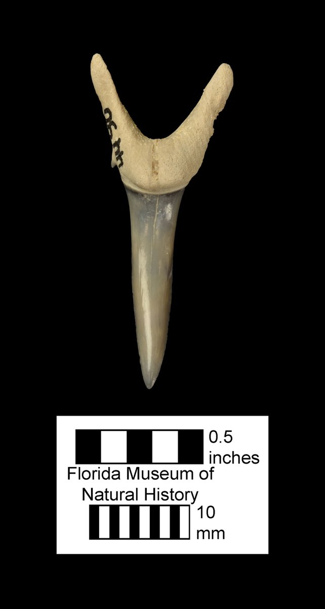 FloridaMuseum's tweet photo. Exploring Museum Collections 🦈 #Toothday fossil
This beautiful tooth is just one of several sand tiger shark specimens in our collection discovered at the Fort Green Mine site.
Species: Carcharias taurus
Specimen: # UF/TRO 4490
Locality: Polk Co., FL
https://t.co/jaiZ1BB0sZ https://t.co/fK2MdrJoaN
