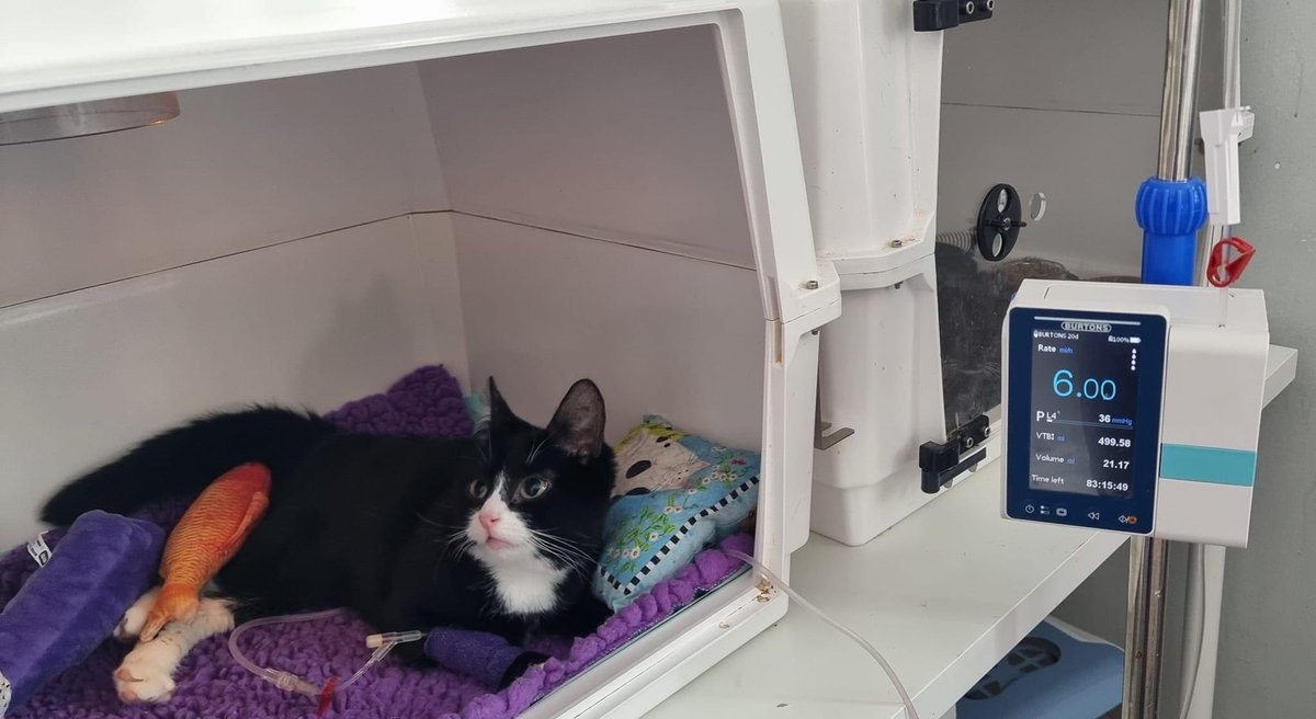 Bradford Cat Watch Rescue on Twitter "It has been busy morning for little Humpty Dumpty