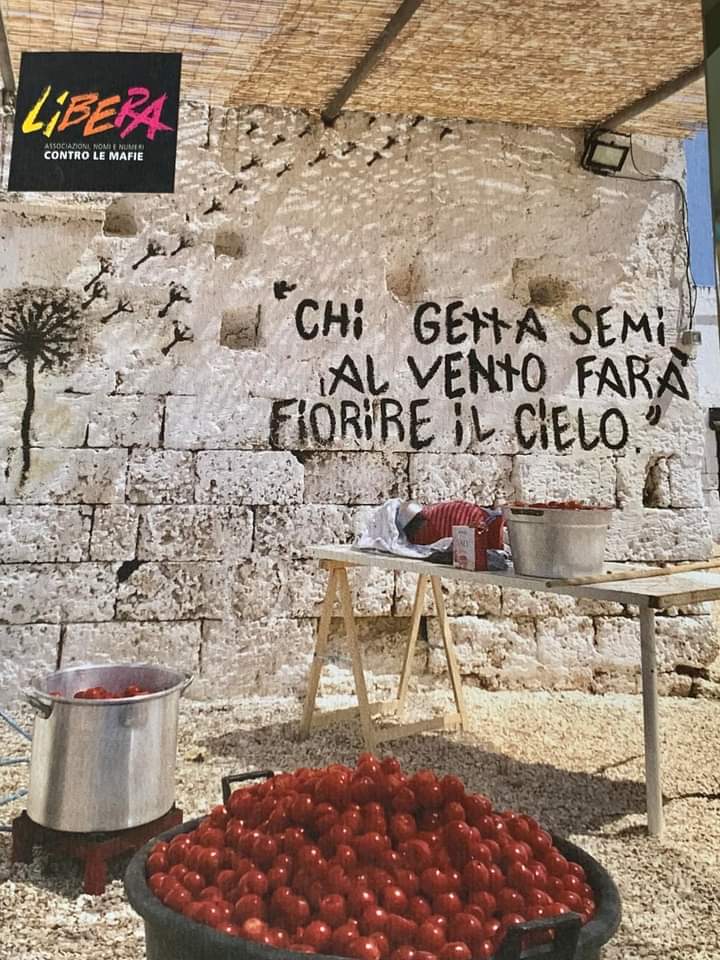 ZicaEliana's tweet photo. “Chi getta semi al vento farà fiorire il Cielo.”💖

#CooperativaSocialeAlDíLàDeiSogni #FattoriaAlDíLàDeiSogni #BeneConfiscato #AlbertoVarone #Terre #DonPeppeDiana #Maiano #SessaAurunca 
@insinnaflavio https://t.co/F82HxAAiF2
