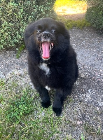 GraciesWorld3's tweet photo. #TOT #DogsofTwitter #ExtremeEdition https://t.co/HH3pWLlTMV
