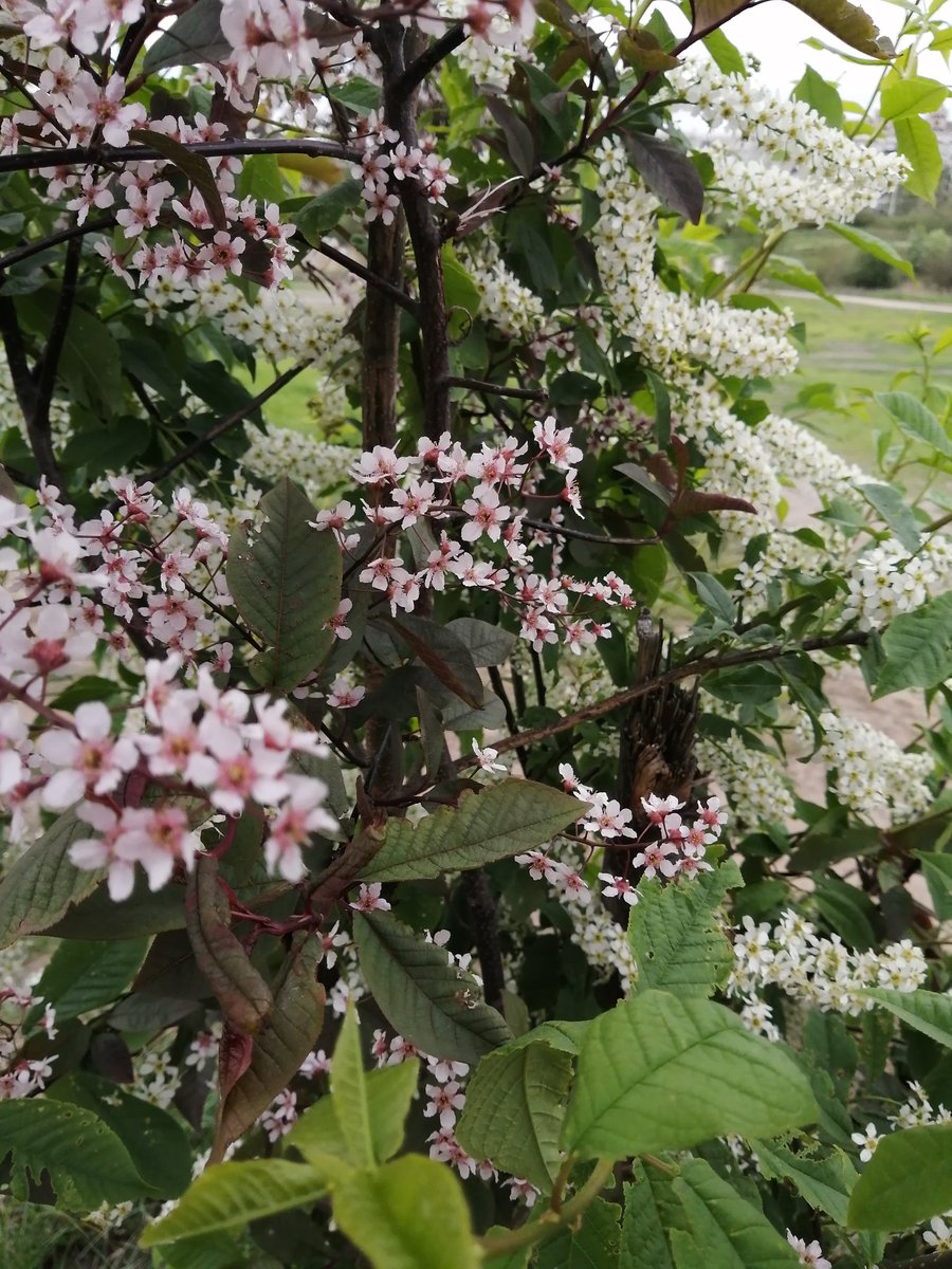 White and pink flowers on the same tree
youtube.com/@victoriaart99
Instagram.com/photosnature_v… and t.me/cutecatsanddog

#Flowers #FLOWER #flowerknows #FLOWERchallenge #flowerphotography  #GardensHour #GardeningTwitter #GardenersWorld #GardensofTwitter #GardeningFun #NatureBeauty