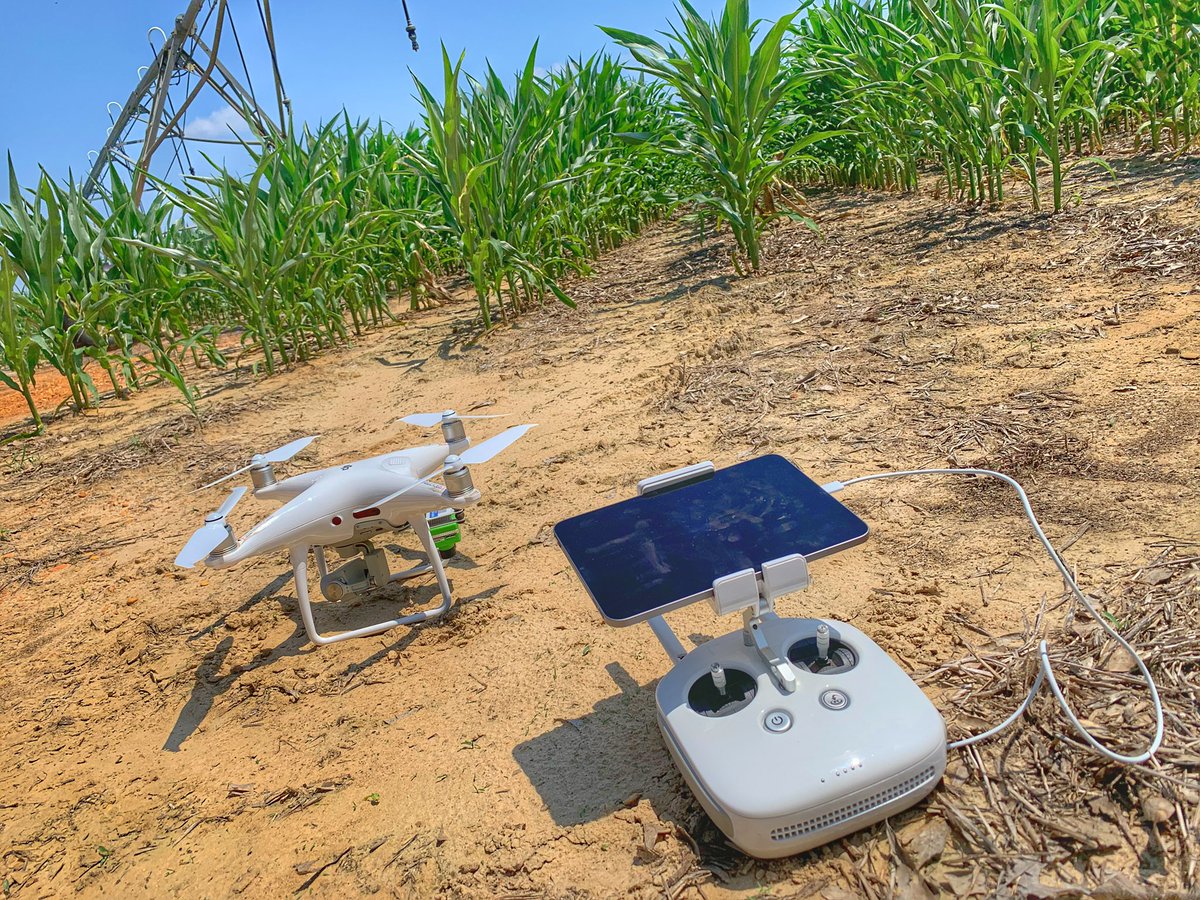 Guilherme Morata tweet media