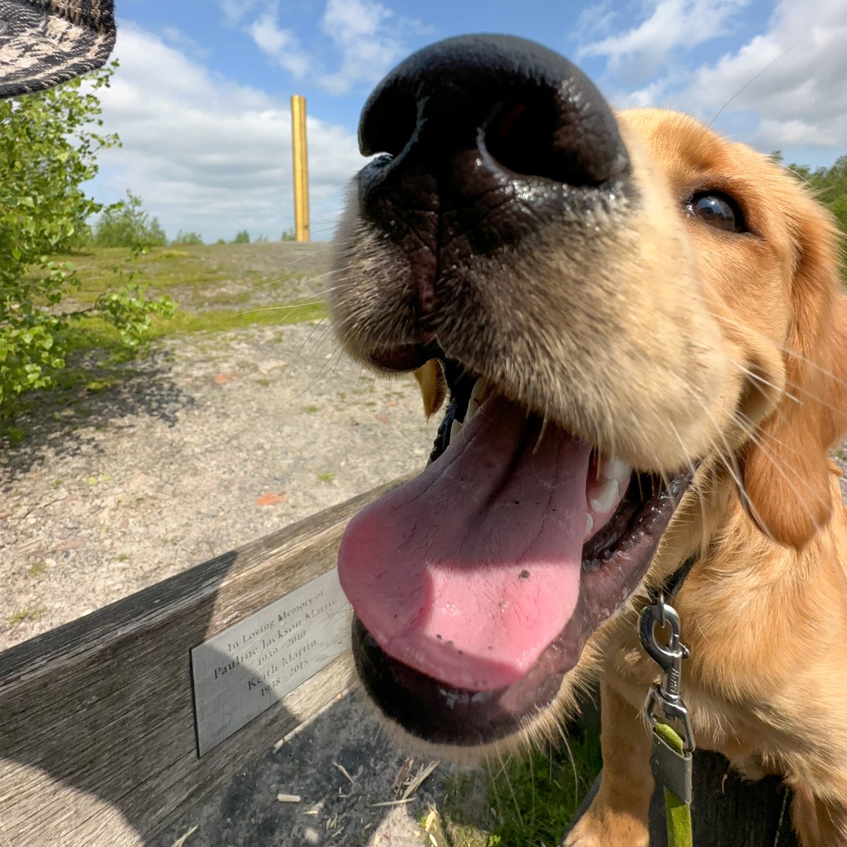 Finlay with #TheGoldenTowerOfLeaves in the background at #PooleyCountryPark. #goldenretriever #redmoonshine #puppyphotos #countrywalks #goldleaf #doglife #puppylife #countrypark #foxred #foxredretriever #dogsoftwitter #tongueouttuesday